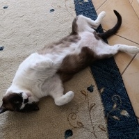 Birman, Kedi  Karamel fotoğrafı