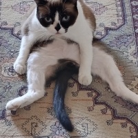 Birman, Kedi  Karamel fotoğrafı