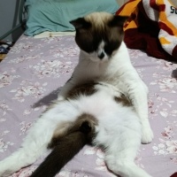 Birman, Kedi  Karamel fotoğrafı