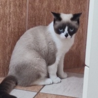 Birman, Kedi  Karamel fotoğrafı