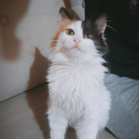 Norwegian Forest, Kedi  Mimi fotoğrafı