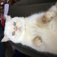 Exotic Shorthair, Kedi  Casper fotoğrafı