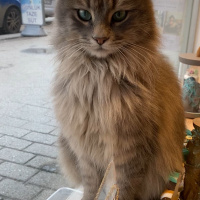 Norwegian Forest, Kedi  Dobi fotoğrafı