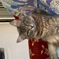 Norwegian Forest, Kedi  Dobi fotoğrafı