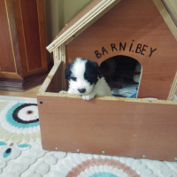Maltese, Köpek  Barney fotoğrafı
