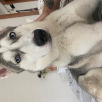 Sibirya Kurdu (Husky), Köpek  Hera fotoğrafı