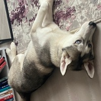 Sibirya Kurdu (Husky), Köpek  Hera fotoğrafı
