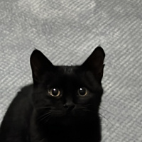 Bombay, Kedi  Gece fotoğrafı