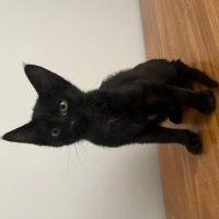 Tekir Kedi, Kedi  Leo fotoğrafı
