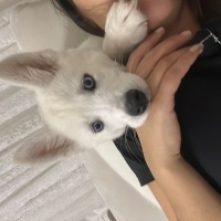 Sibirya Kurdu (Husky), Köpek  Alex fotoğrafı