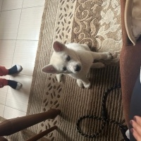 Sibirya Kurdu (Husky), Köpek  Alex fotoğrafı