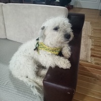 Glen of Imaal Terrier, Köpek  Lokum fotoğrafı