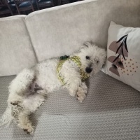 Glen of Imaal Terrier, Köpek  Lokum fotoğrafı