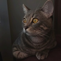 Tekir Kedi, Kedi  Misha fotoğrafı