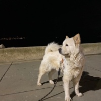 Chow Chow (çin Aslanı), Köpek  Cesur fotoğrafı