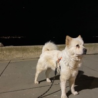 Chow Chow (çin Aslanı), Köpek  Cesur fotoğrafı
