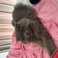 Scottish Fold, Kedi  Şilo can fotoğrafı