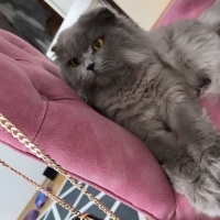 Scottish Fold, Kedi  Şilo can fotoğrafı