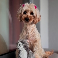 Poodle(Standart Kaniş), Köpek  shera fotoğrafı
