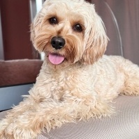 Poodle(Standart Kaniş), Köpek  shera fotoğrafı