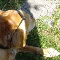 Golden Retriever, Köpek  TARÇIN fotoğrafı
