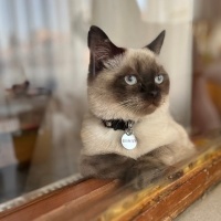 British Longhair, Kedi  Hera fotoğrafı