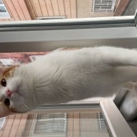 Tekir Kedi, Kedi  Şeftali fotoğrafı