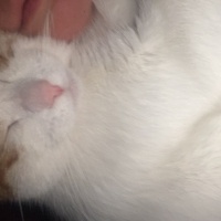 Tekir Kedi, Kedi  Şeftali fotoğrafı