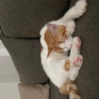 Tekir Kedi, Kedi  Şeftali fotoğrafı