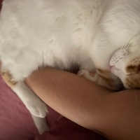 Tekir Kedi, Kedi  Şeftali fotoğrafı