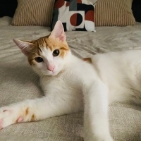 Tekir Kedi, Kedi  Şeftali fotoğrafı