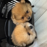 Pomeranyalı, Köpek  - fotoğrafı