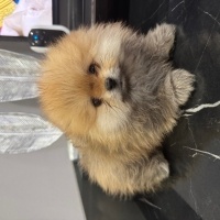 Pomeranyalı, Köpek  - fotoğrafı