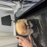 Pomeranyalı, Köpek  - fotoğrafı