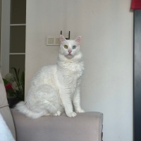 Ankara Kedisi, Kedi  Köpük fotoğrafı