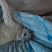 Ankara Kedisi, Kedi  Köpük fotoğrafı