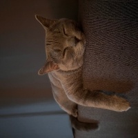 British Shorthair, Kedi  Rıfkı fotoğrafı