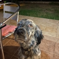 İngiliz Setter, Köpek  HERA fotoğrafı