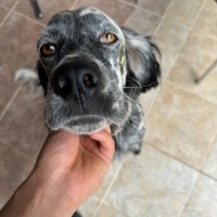 İngiliz Setter, Köpek  HERA fotoğrafı