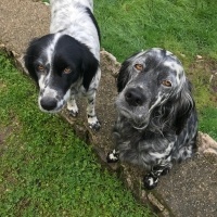 İngiliz Setter, Köpek  lili fotoğrafı