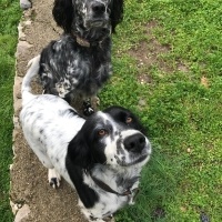 İngiliz Setter, Köpek  lili fotoğrafı