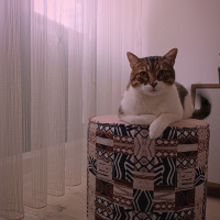 Tekir Kedi, Kedi  Chappie fotoğrafı