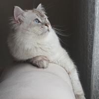 British Shorthair, Kedi  Köpük fotoğrafı
