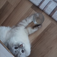 British Shorthair, Kedi  Köpük fotoğrafı