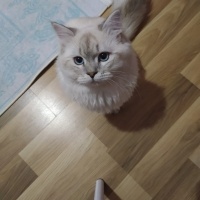 British Shorthair, Kedi  Köpük fotoğrafı