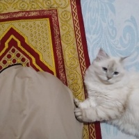 British Shorthair, Kedi  Köpük fotoğrafı