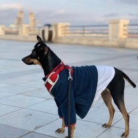 Minyatür Pinscher, Köpek  Gece fotoğrafı