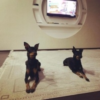 Minyatür Pinscher, Köpek  Gece fotoğrafı