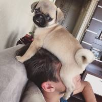 Pug, Köpek  THOR fotoğrafı