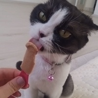 Scottish Fold, Kedi  MİA fotoğrafı